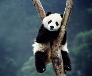 panda-sad
